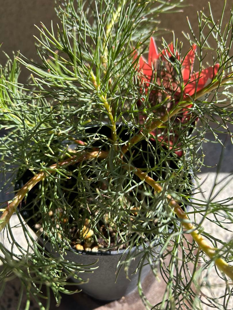 セルリアブラッシングブライド5号大②