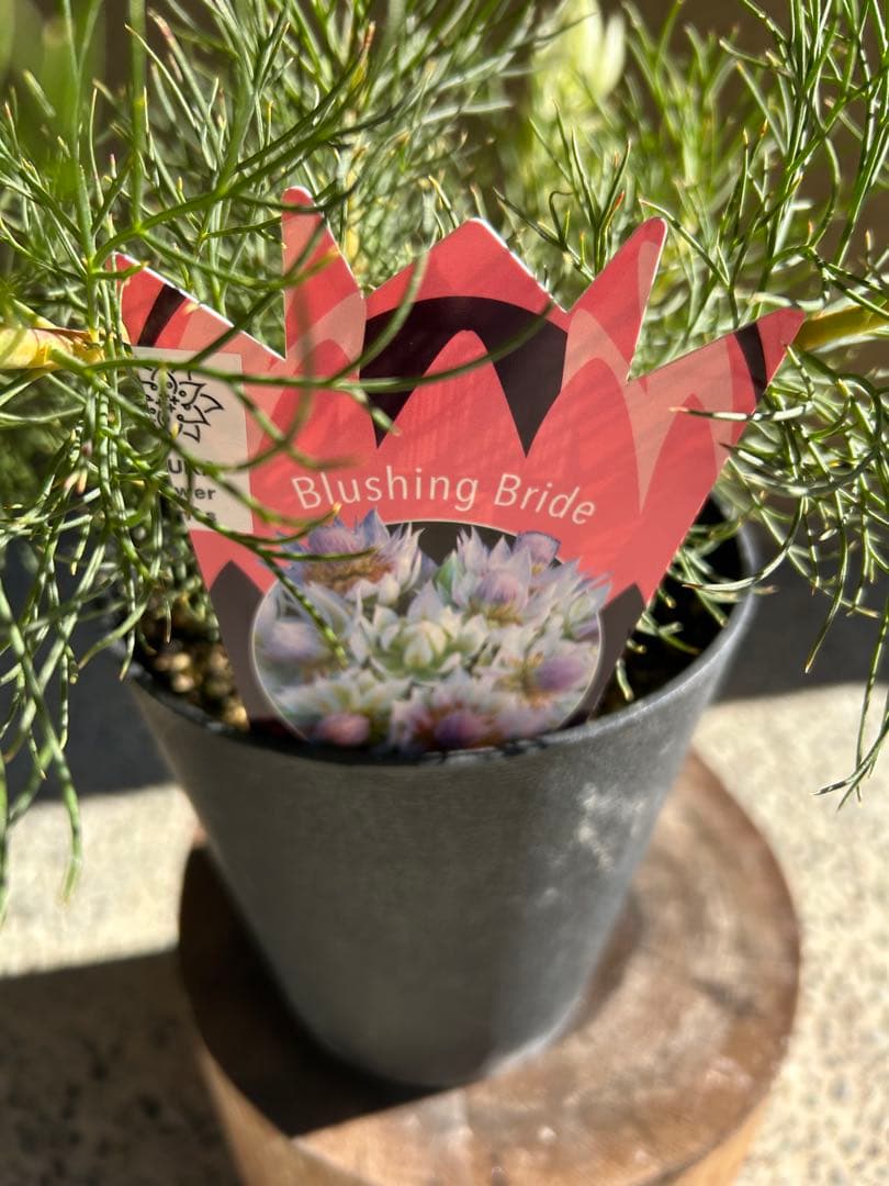 セルリアブラッシングブライド5号大②