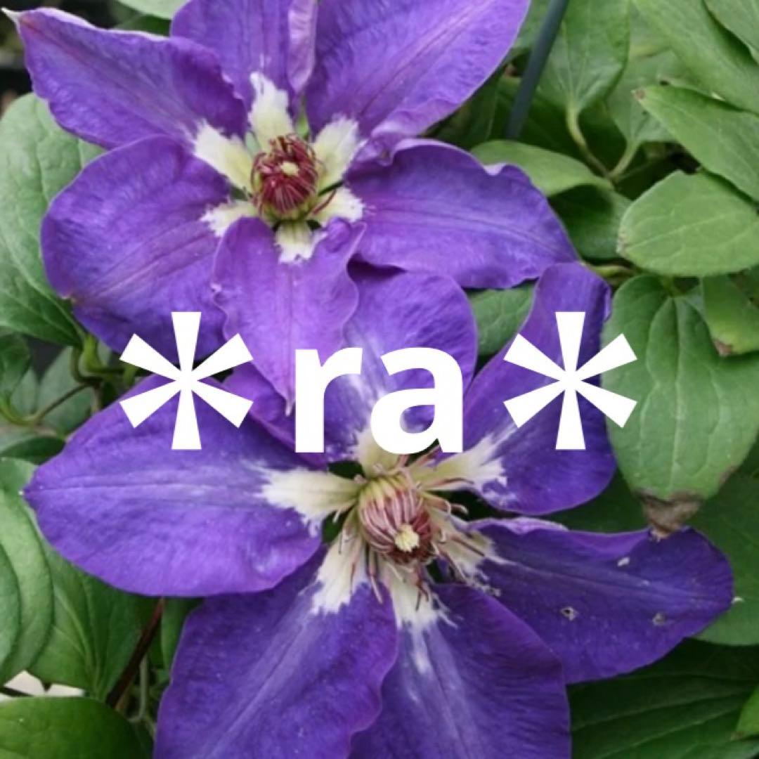 クレマチス サムライ 大輪 紫