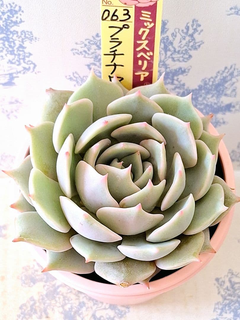 プラチナローズ札付きポットごとメルカリ便おらいさん苗ミックスベリア