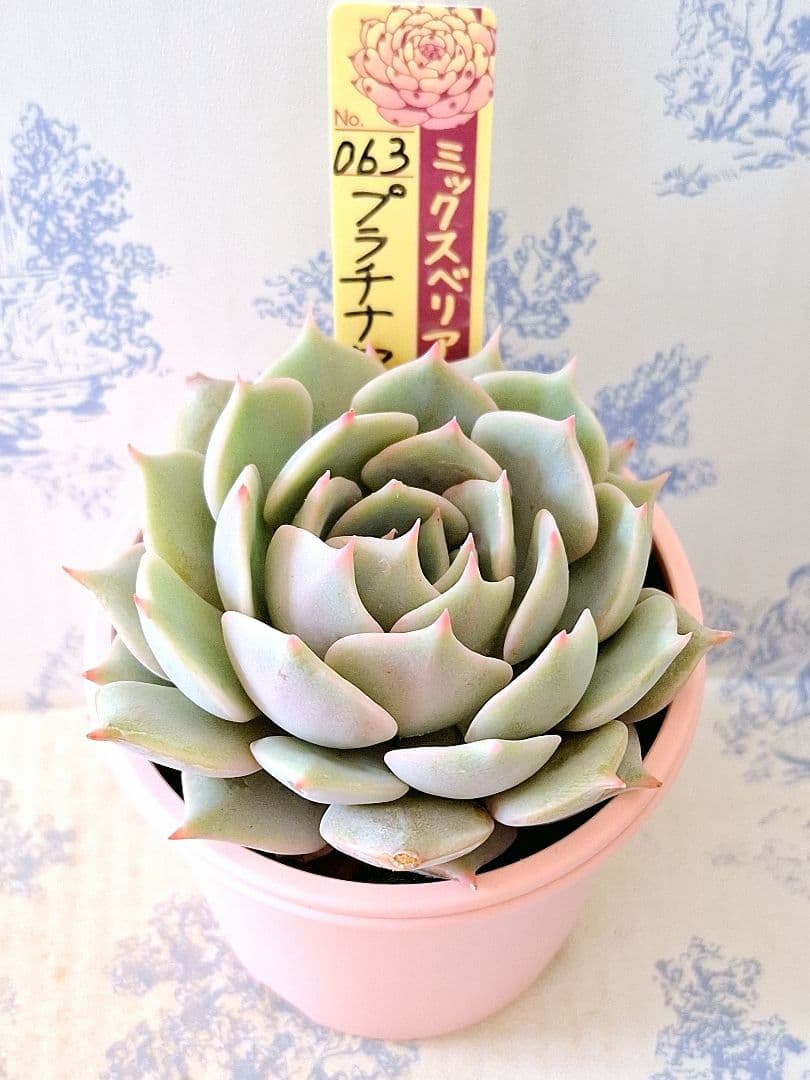 プラチナローズ札付きポットごとメルカリ便おらいさん苗ミックスベリア