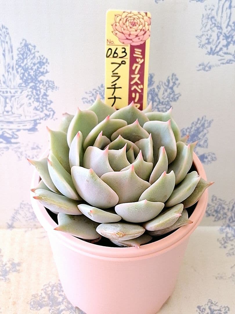 プラチナローズ札付きポットごとメルカリ便おらいさん苗ミックスベリア