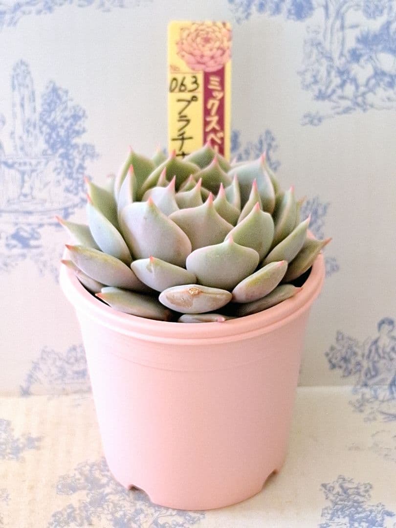 プラチナローズ札付きポットごとメルカリ便おらいさん苗ミックスベリア