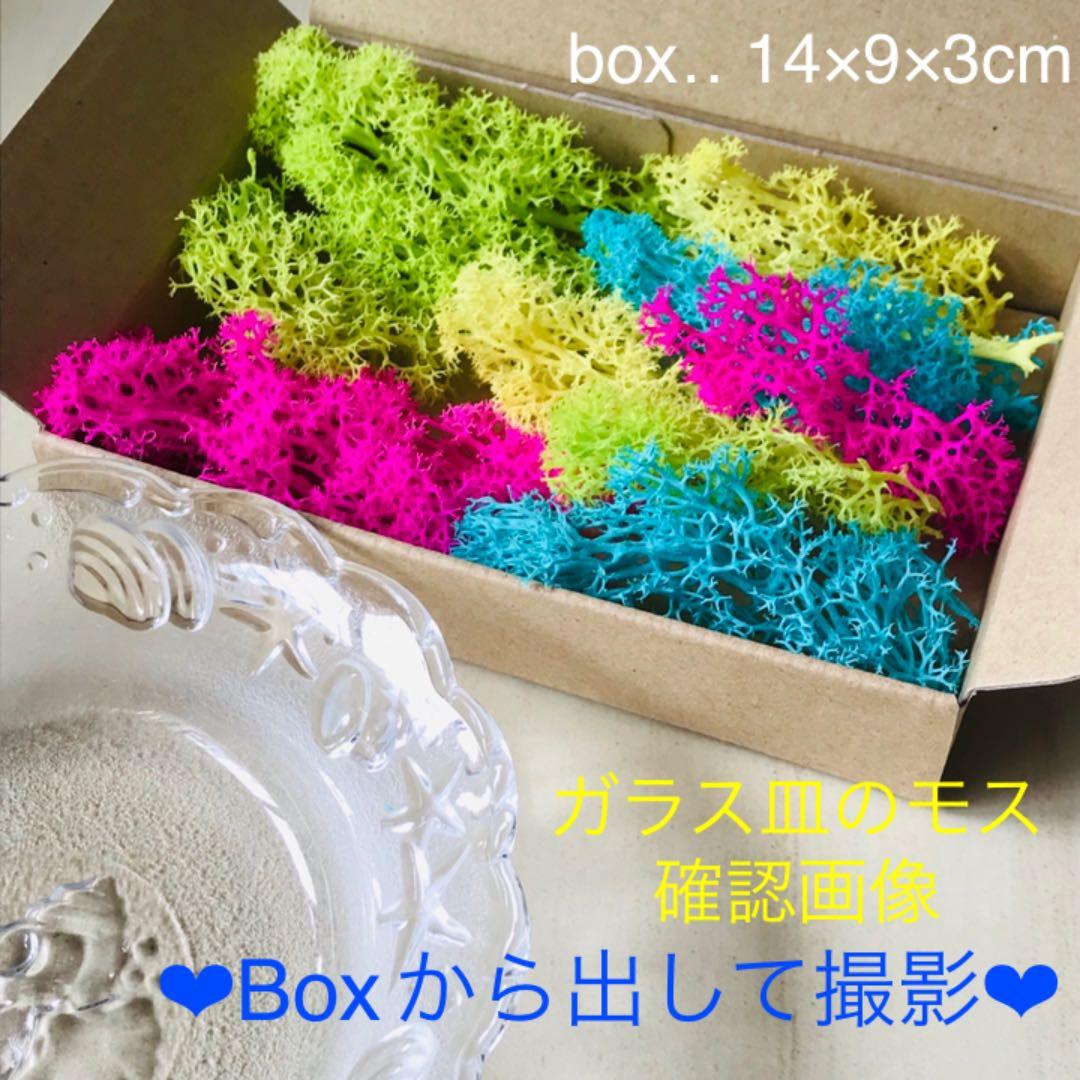 琉球*プリザモス　⭐︎ブランチモスMIX⭐︎  フィンランドモス