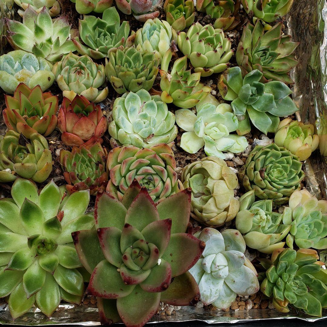 rie さん 専用 確認写真