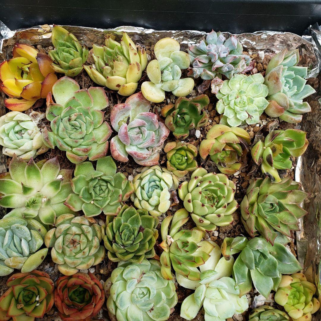 rie さん 専用 確認写真