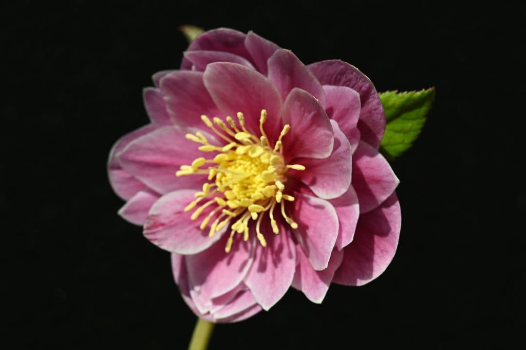 クリスマスローズ　ddレッドゴールドリバーシブル　加藤農園