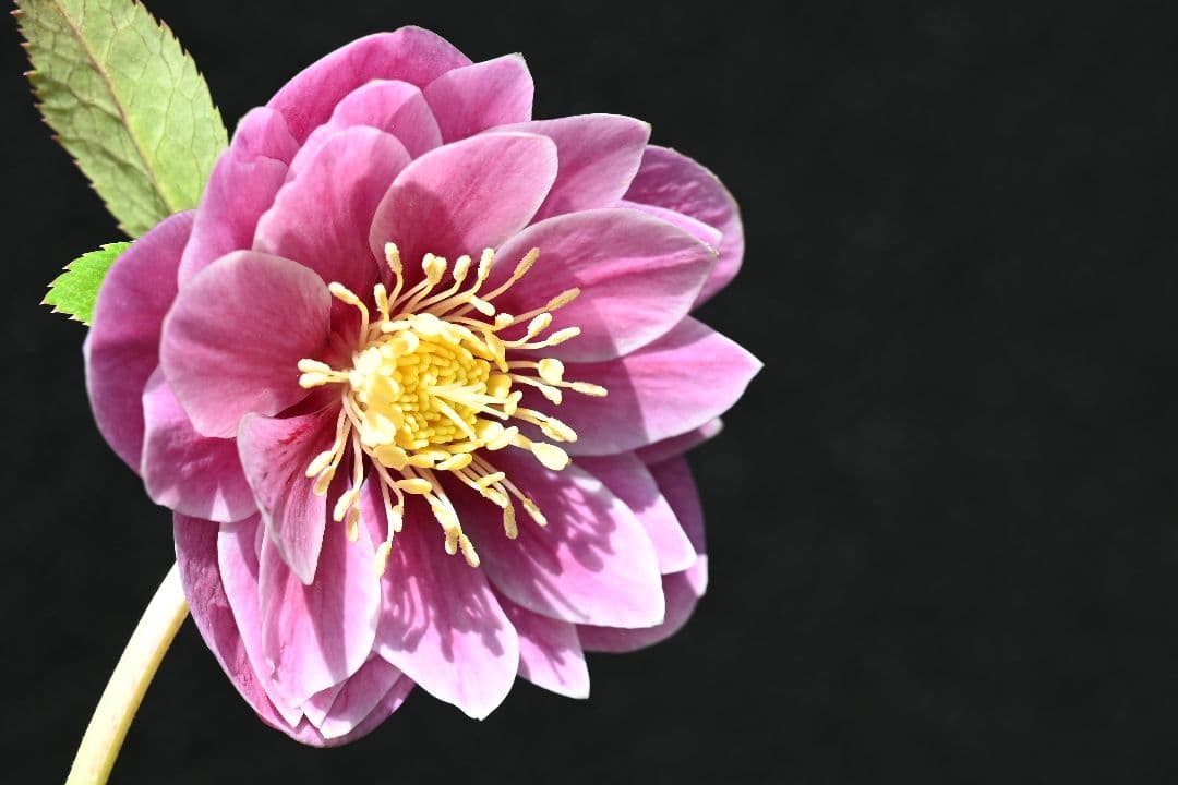 クリスマスローズ　ddレッドゴールドリバーシブル　加藤農園