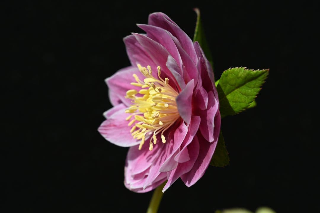 クリスマスローズ　ddレッドゴールドリバーシブル　加藤農園