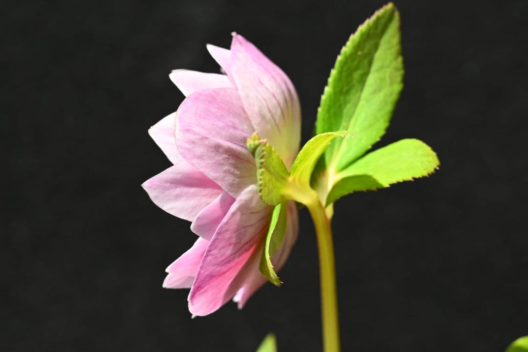 クリスマスローズ　ddレッドゴールドリバーシブル　加藤農園