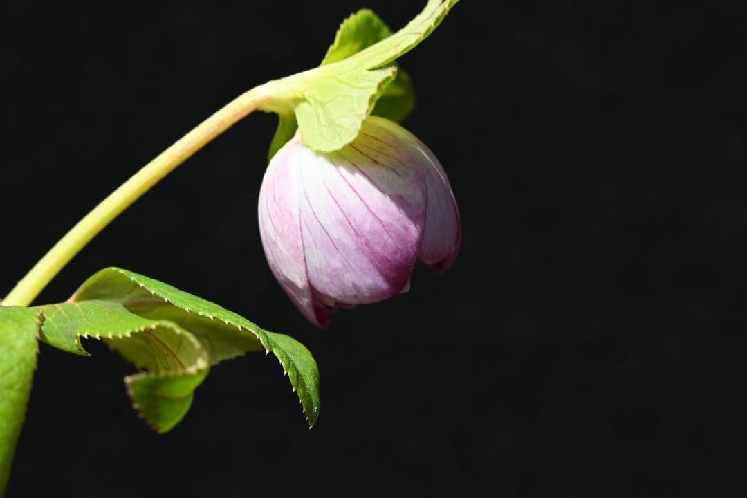 クリスマスローズ　ddレッドゴールドリバーシブル　加藤農園