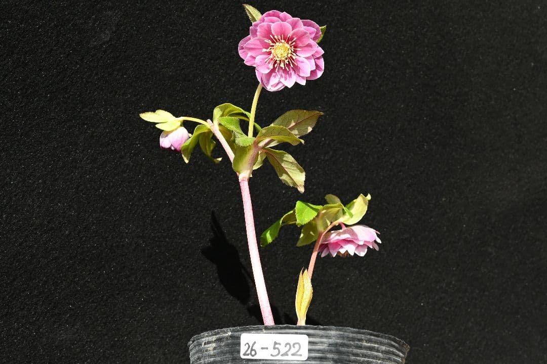 クリスマスローズ　ddレッドゴールドリバーシブル　加藤農園