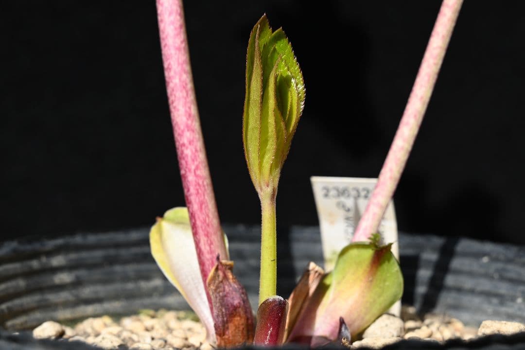 クリスマスローズ　ddレッドゴールドリバーシブル　加藤農園