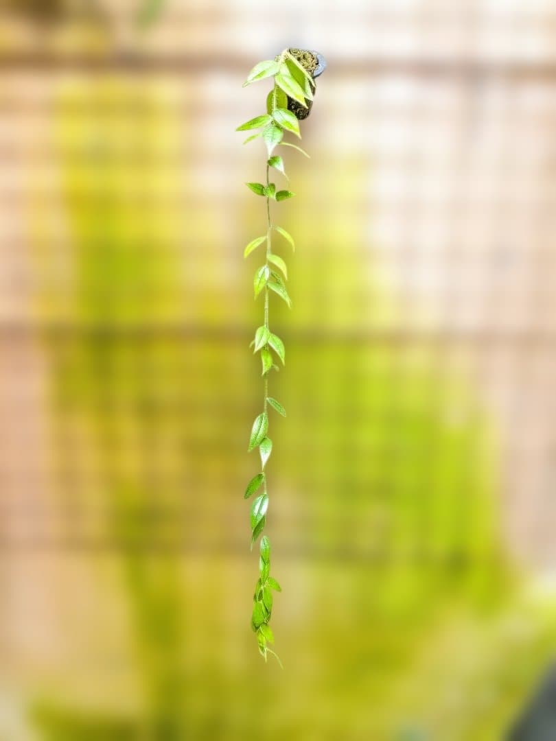 Ceratostema louicianae 　ケラトステマ 3月8日（日）まで