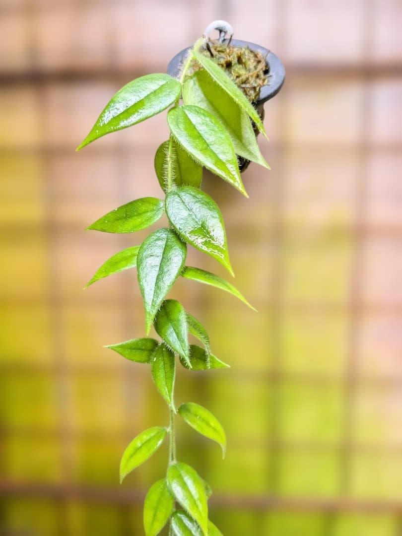 Ceratostema louicianae 　ケラトステマ 3月8日（日）まで