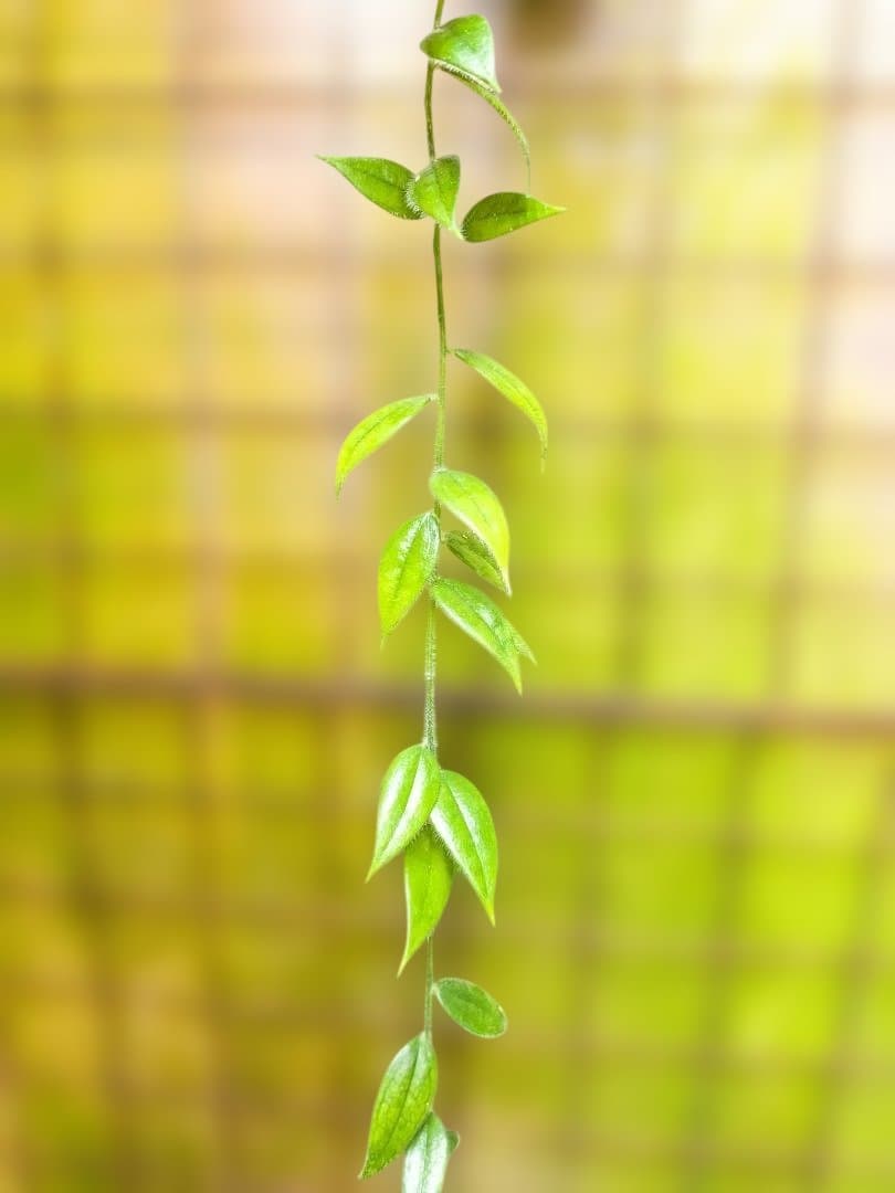 Ceratostema louicianae 　ケラトステマ 3月8日（日）まで