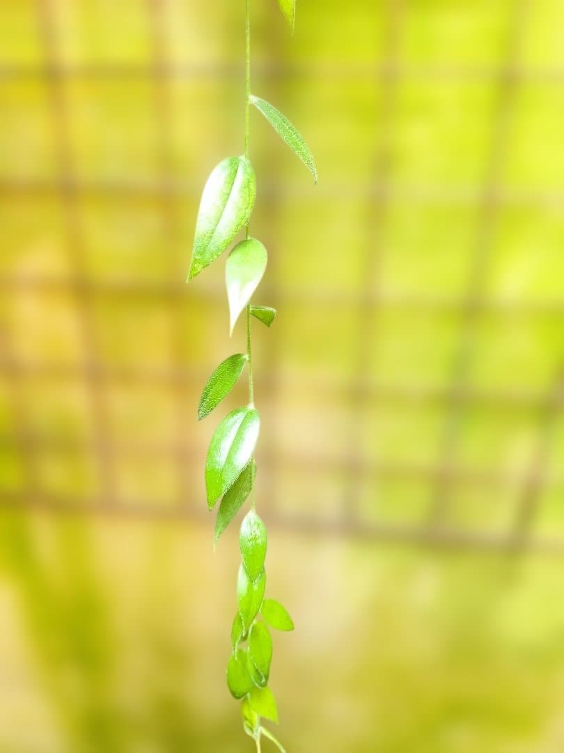 Ceratostema louicianae 　ケラトステマ 3月8日（日）まで