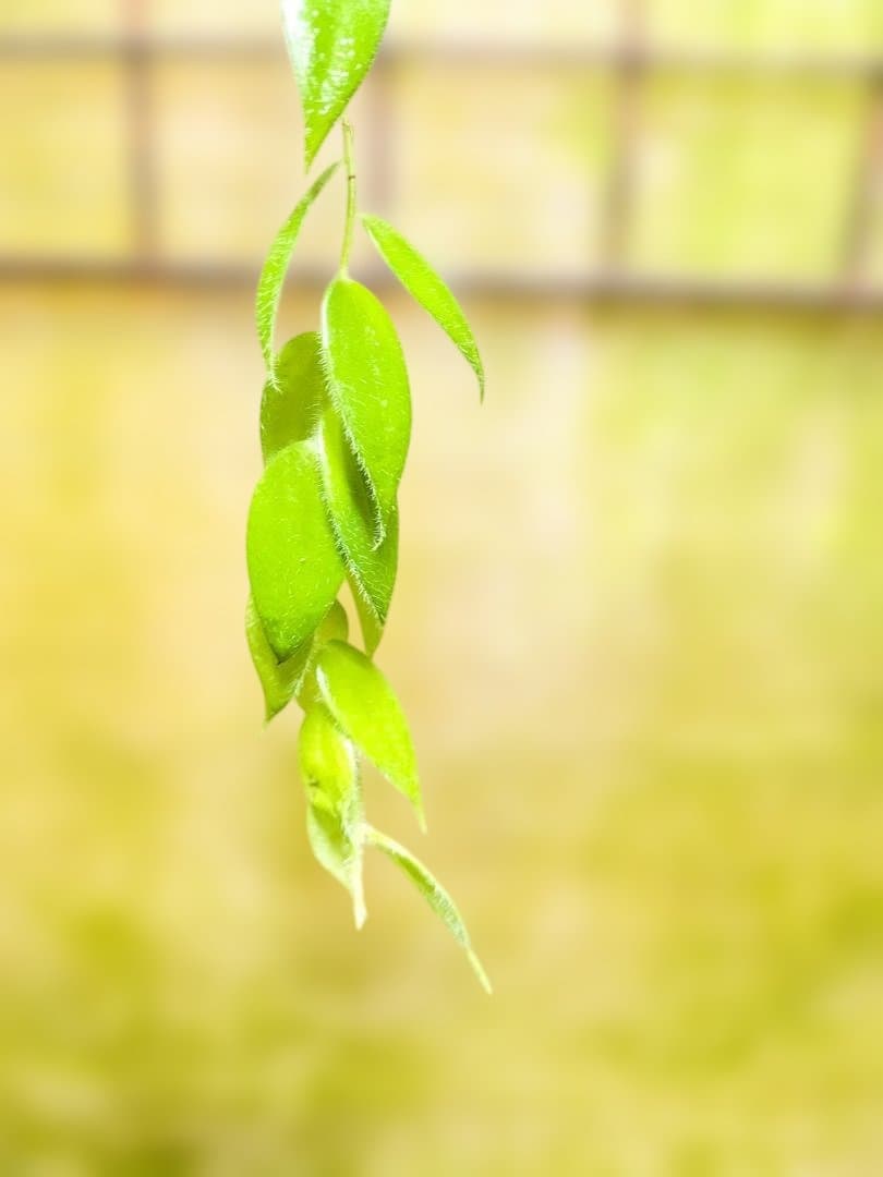 Ceratostema louicianae 　ケラトステマ 3月8日（日）まで
