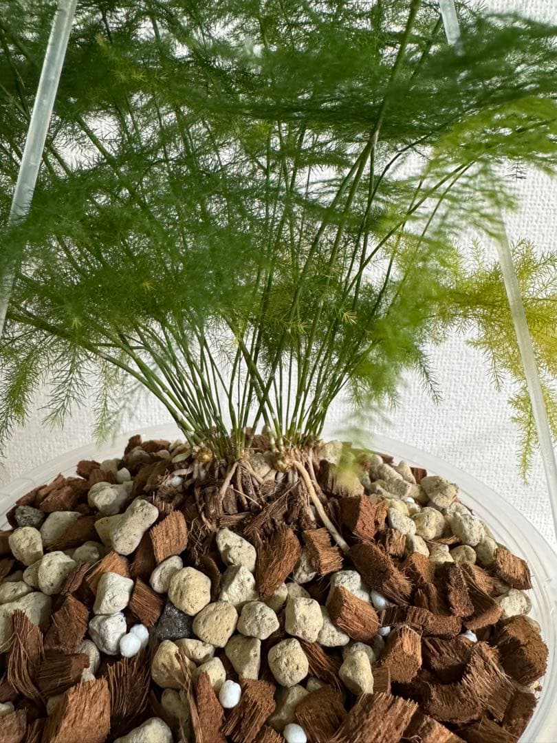 アスパラガスプルモーサス　7号