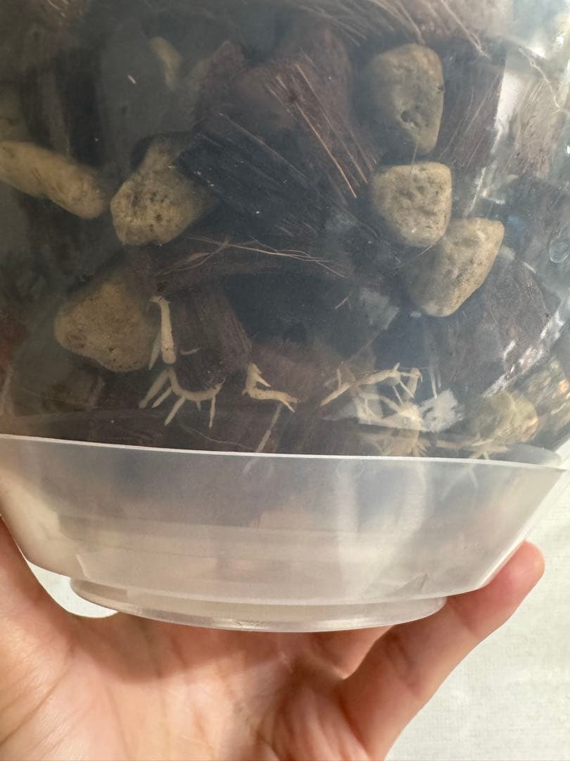 アスパラガスプルモーサス　7号