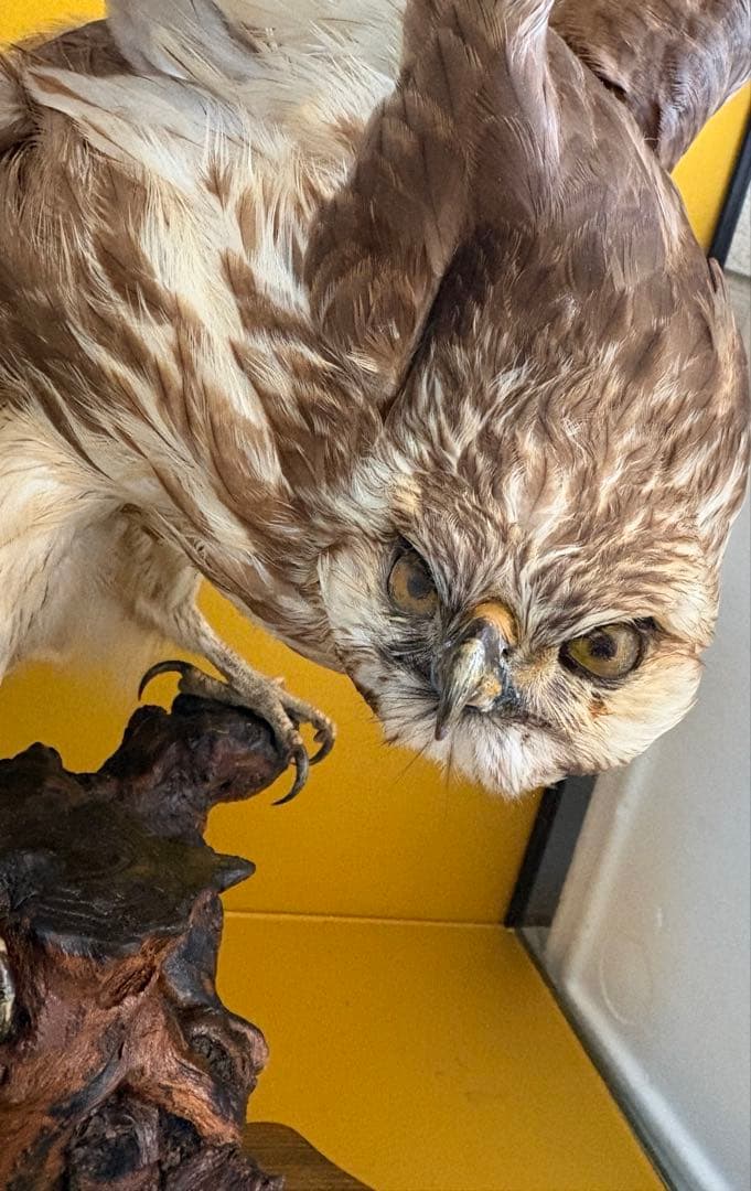 大鷹 剥製 今月いっぱい値下げ。また戻します。