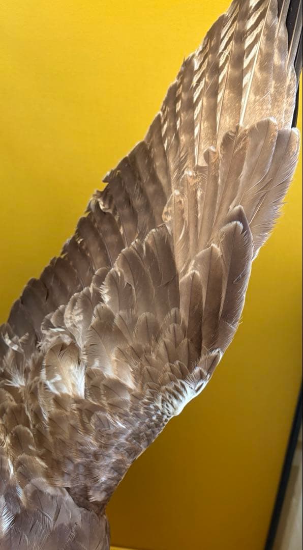 大鷹 剥製 今月いっぱい値下げ。また戻します。