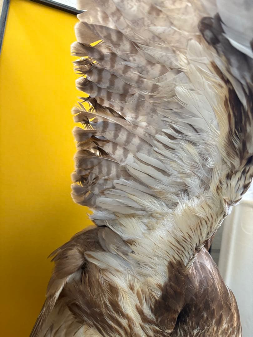 大鷹 剥製 今月いっぱい値下げ。また戻します。