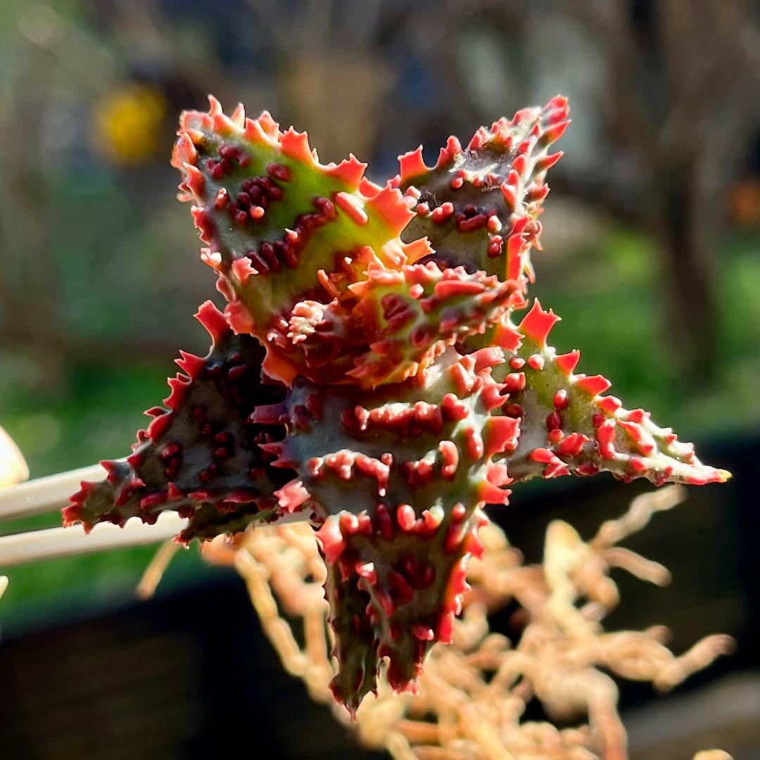 アロエ　TCTグロリアスドラゴン①