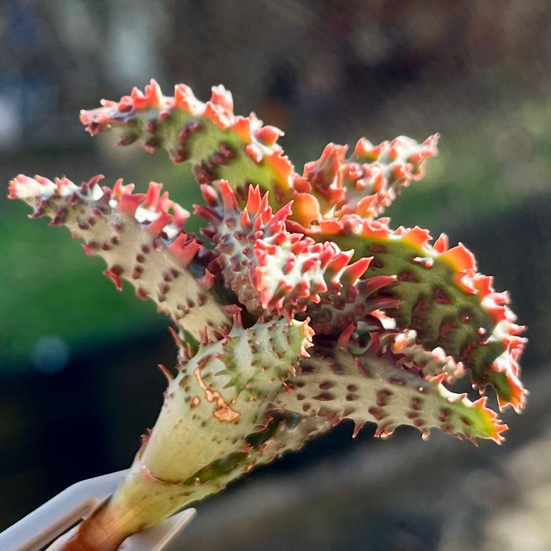 アロエ　TCTグロリアスドラゴン①