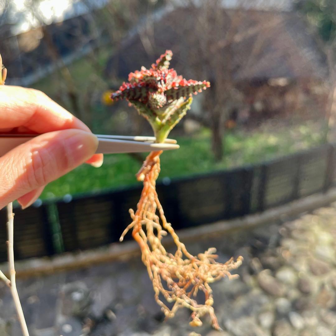 アロエ　TCTグロリアスドラゴン①