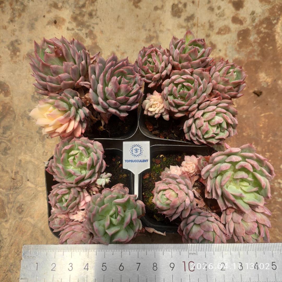 Top【選抜株】多肉植物　264019星の王子　10個　鉢無し/脱土