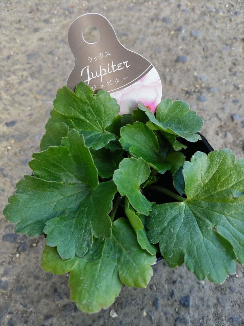 ラナンキュラスラックス3種　しげ