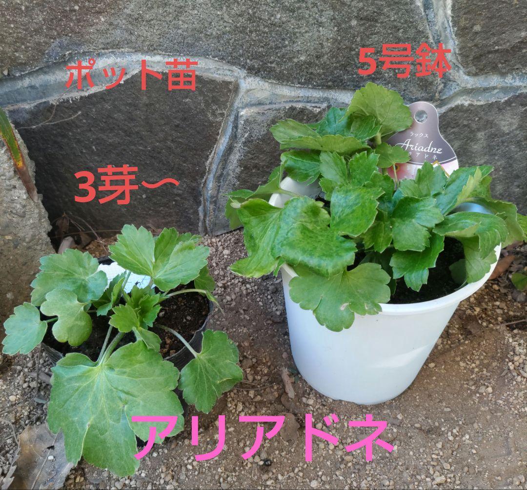 ラナンキュラスラックス3種　しげ