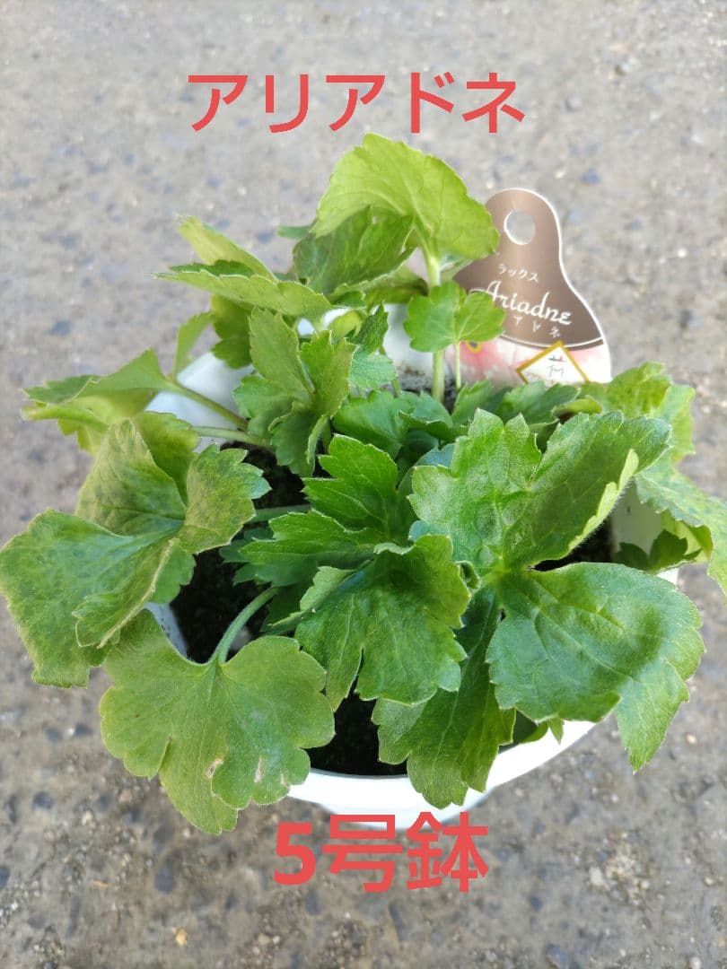 ラナンキュラスラックス3種　しげ