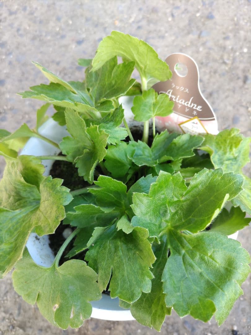 ラナンキュラスラックス3種　しげ