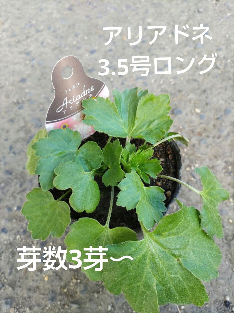 ラナンキュラスラックス3種　しげ