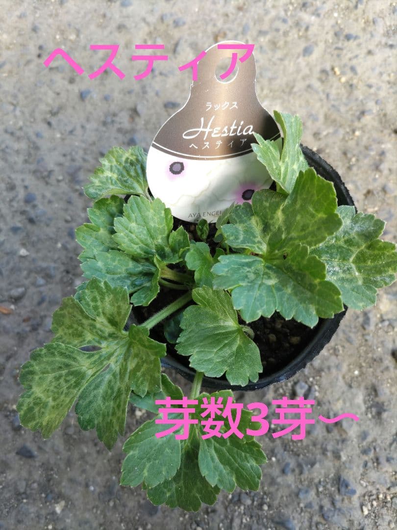 ラナンキュラスラックス3種　しげ