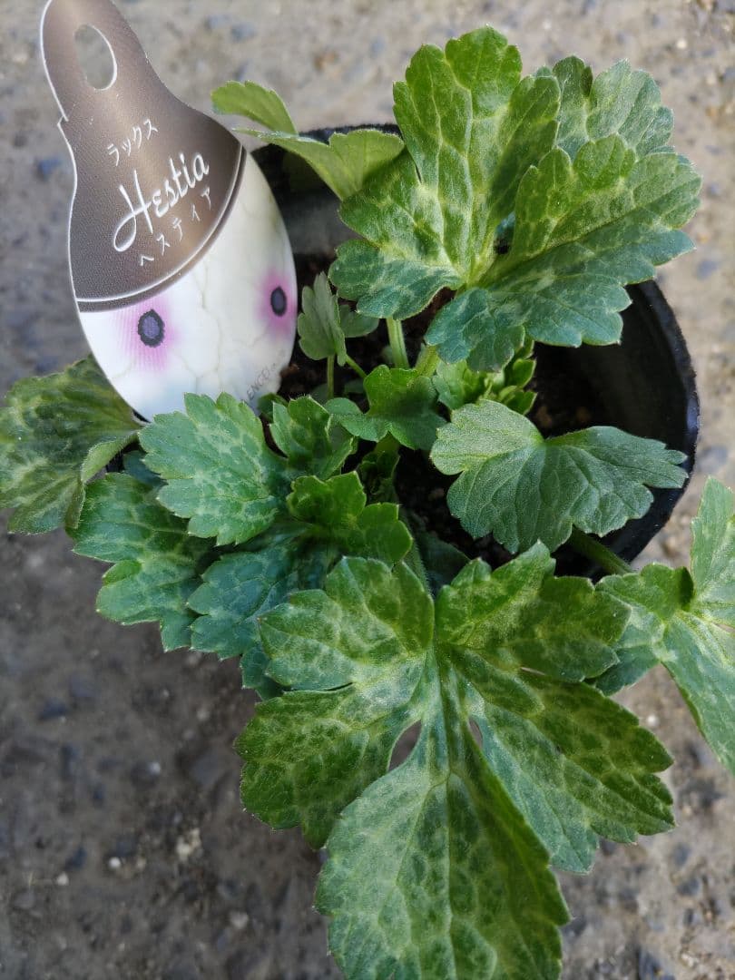 ラナンキュラスラックス3種　しげ