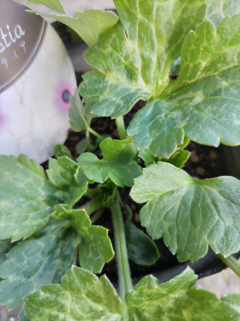 ラナンキュラスラックス3種　しげ