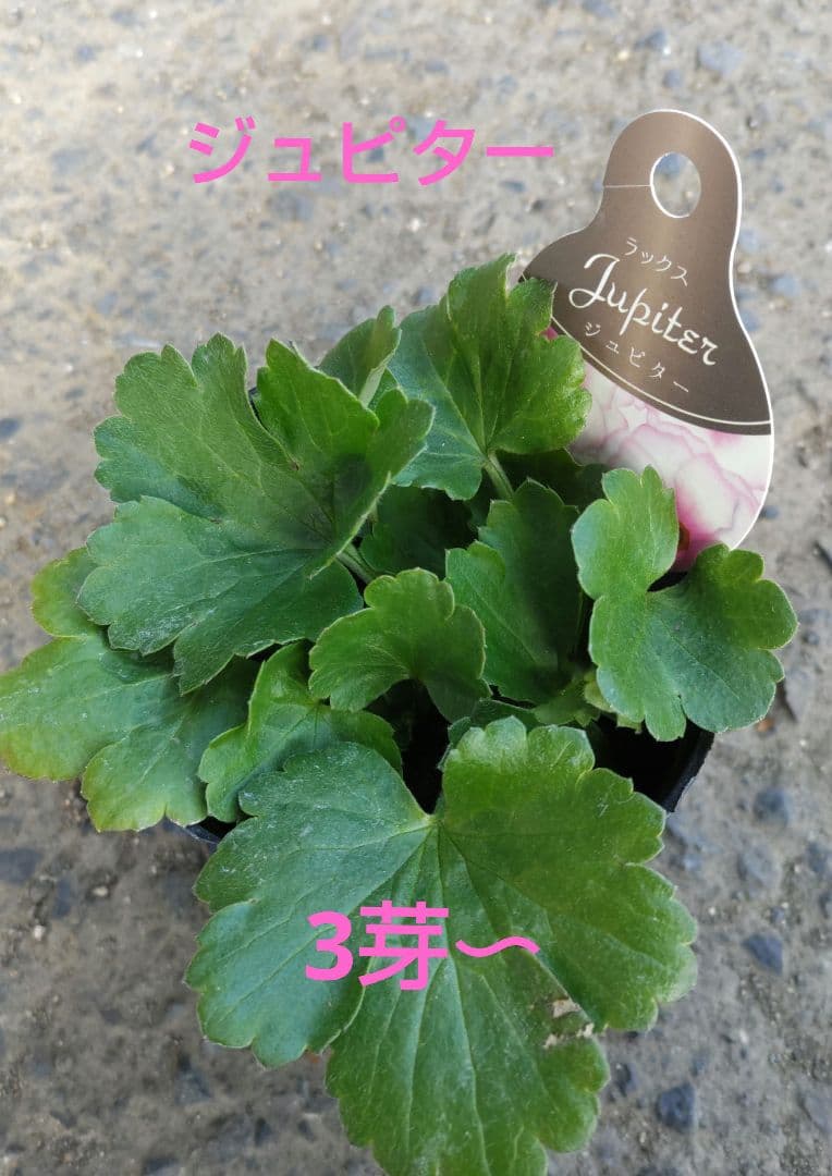 ラナンキュラスラックス3種　しげ