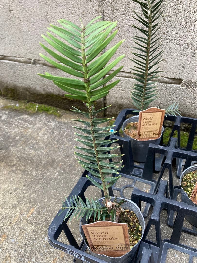 しゅういち様　稀少！　ジュラシックツリー　苗