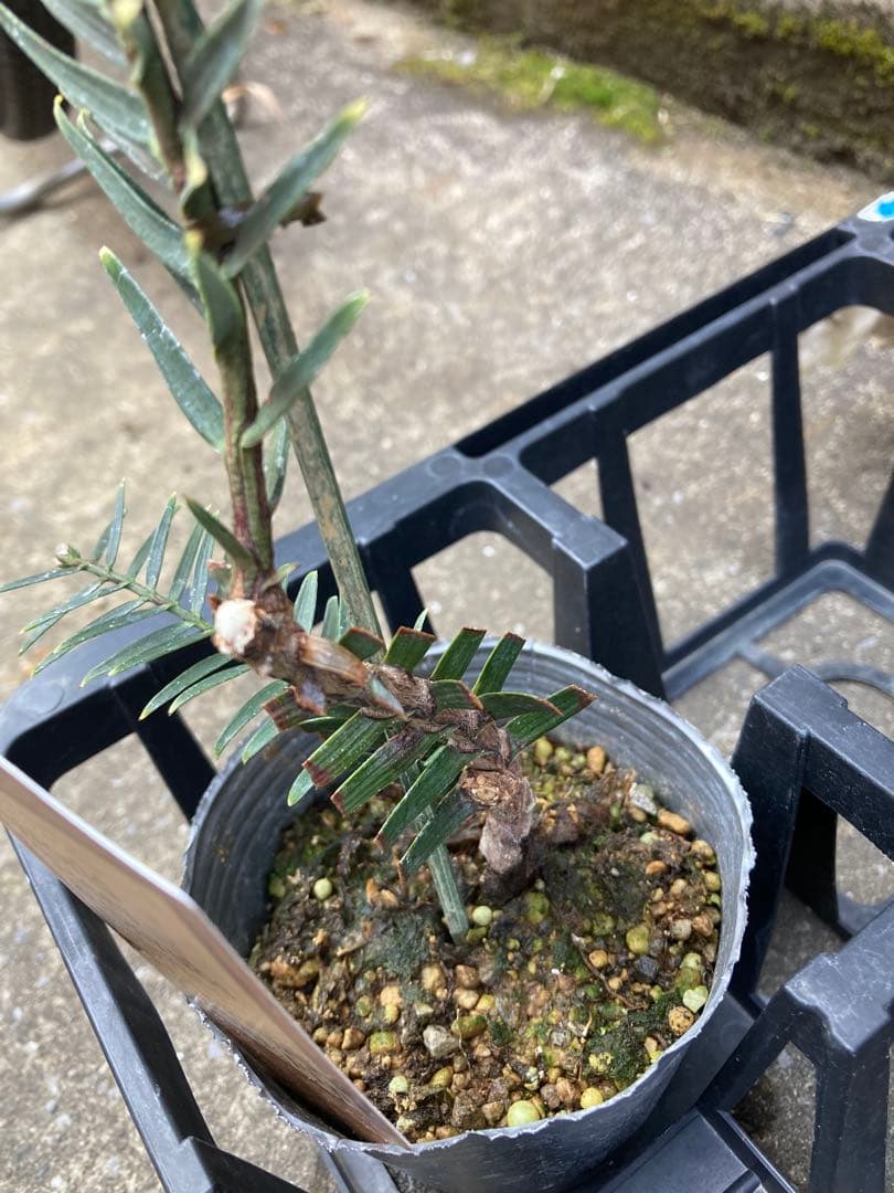 しゅういち様　稀少！　ジュラシックツリー　苗