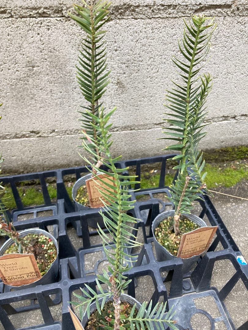 しゅういち様　稀少！　ジュラシックツリー　苗