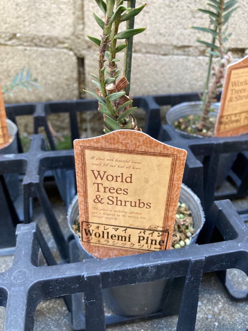 しゅういち様　稀少！　ジュラシックツリー　苗