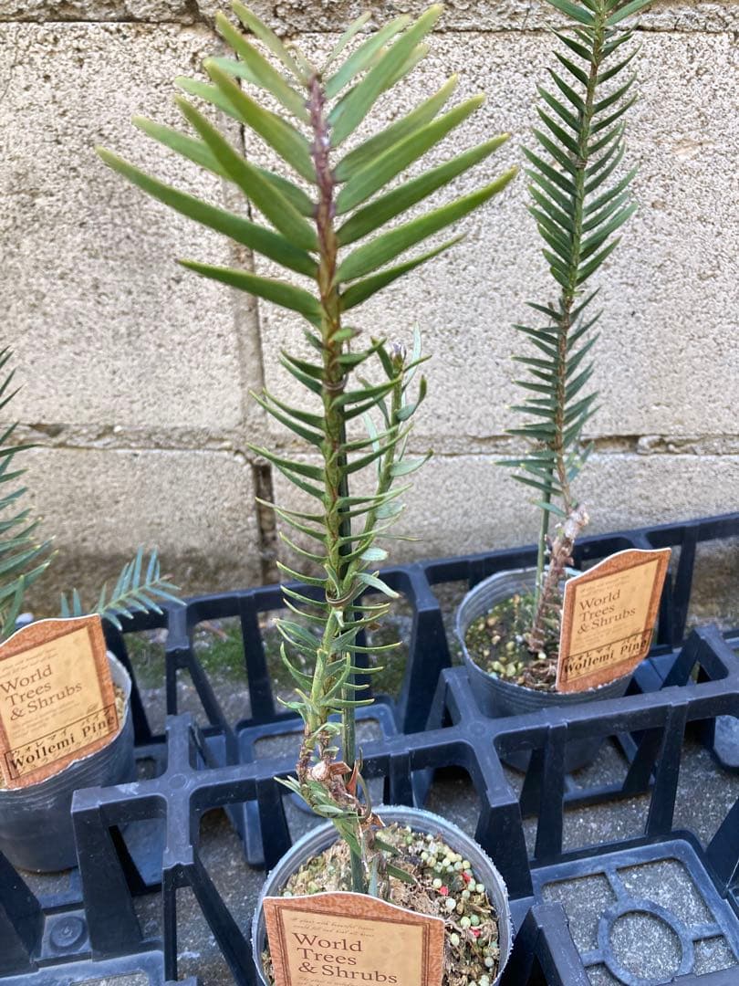 しゅういち様　稀少！　ジュラシックツリー　苗