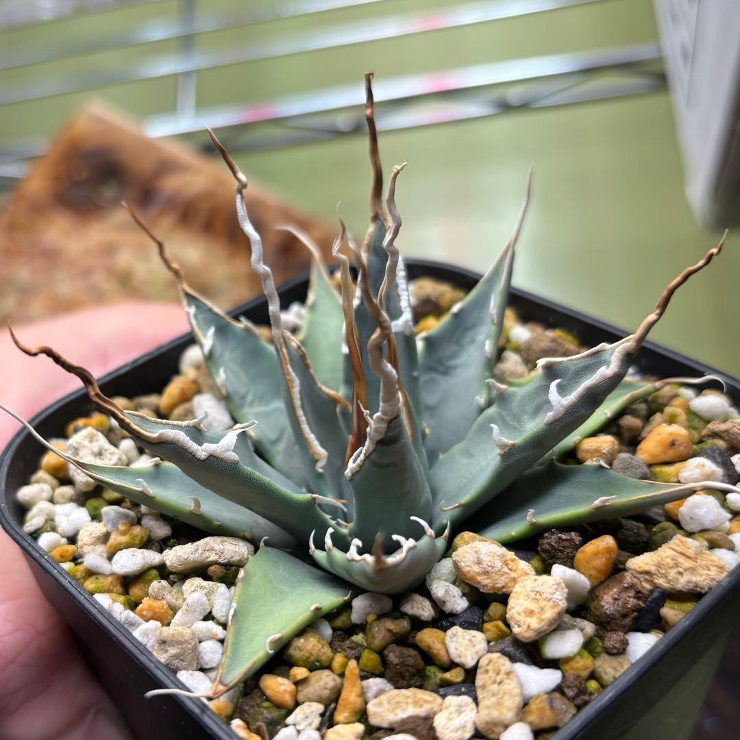 アガベ　エボリスピナ　ユタエンシス　実生