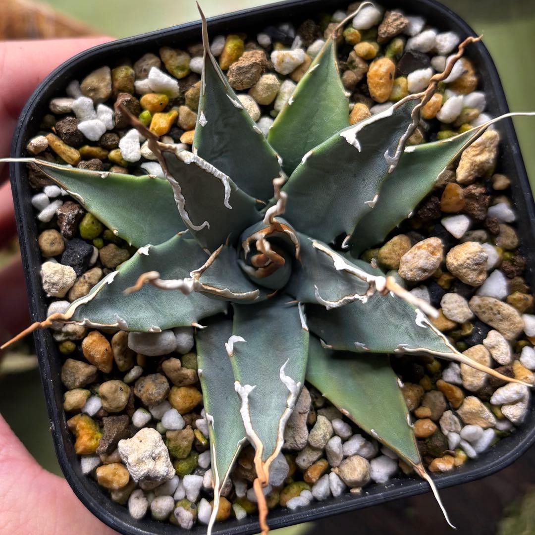 アガベ　エボリスピナ　ユタエンシス　実生