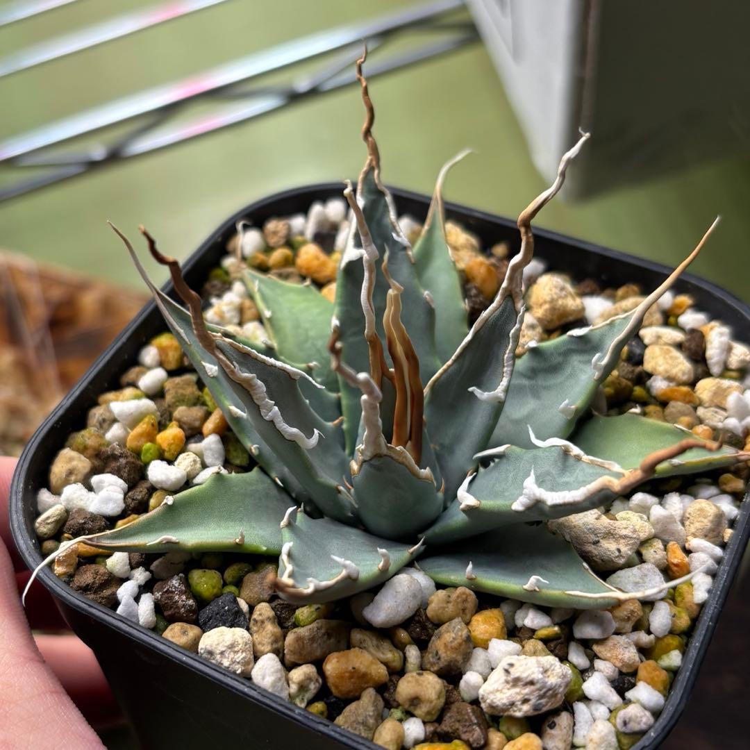 アガベ　エボリスピナ　ユタエンシス　実生