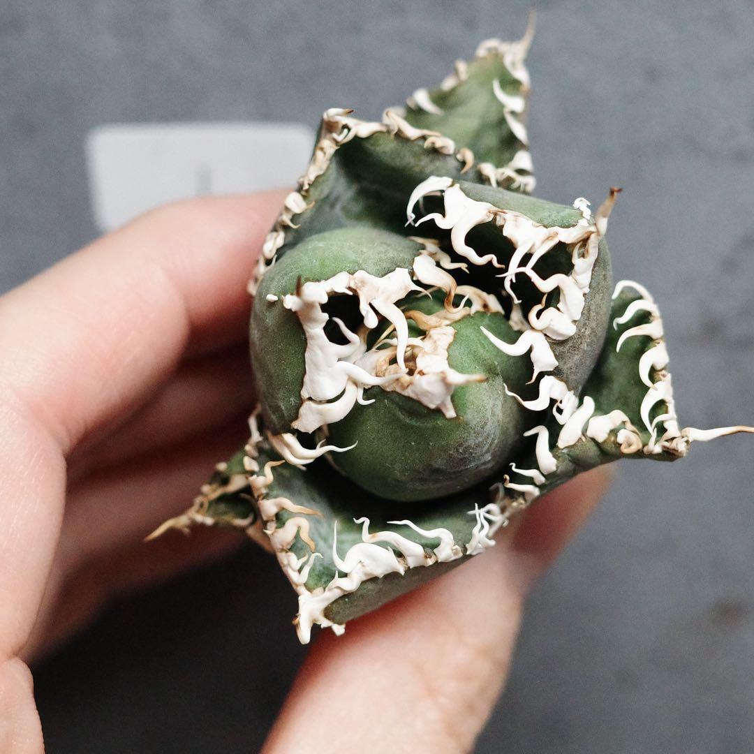 アガベ　チタノタ　オテロイ　金剛　キングコング　白鋸歯　連刺　極上株　1