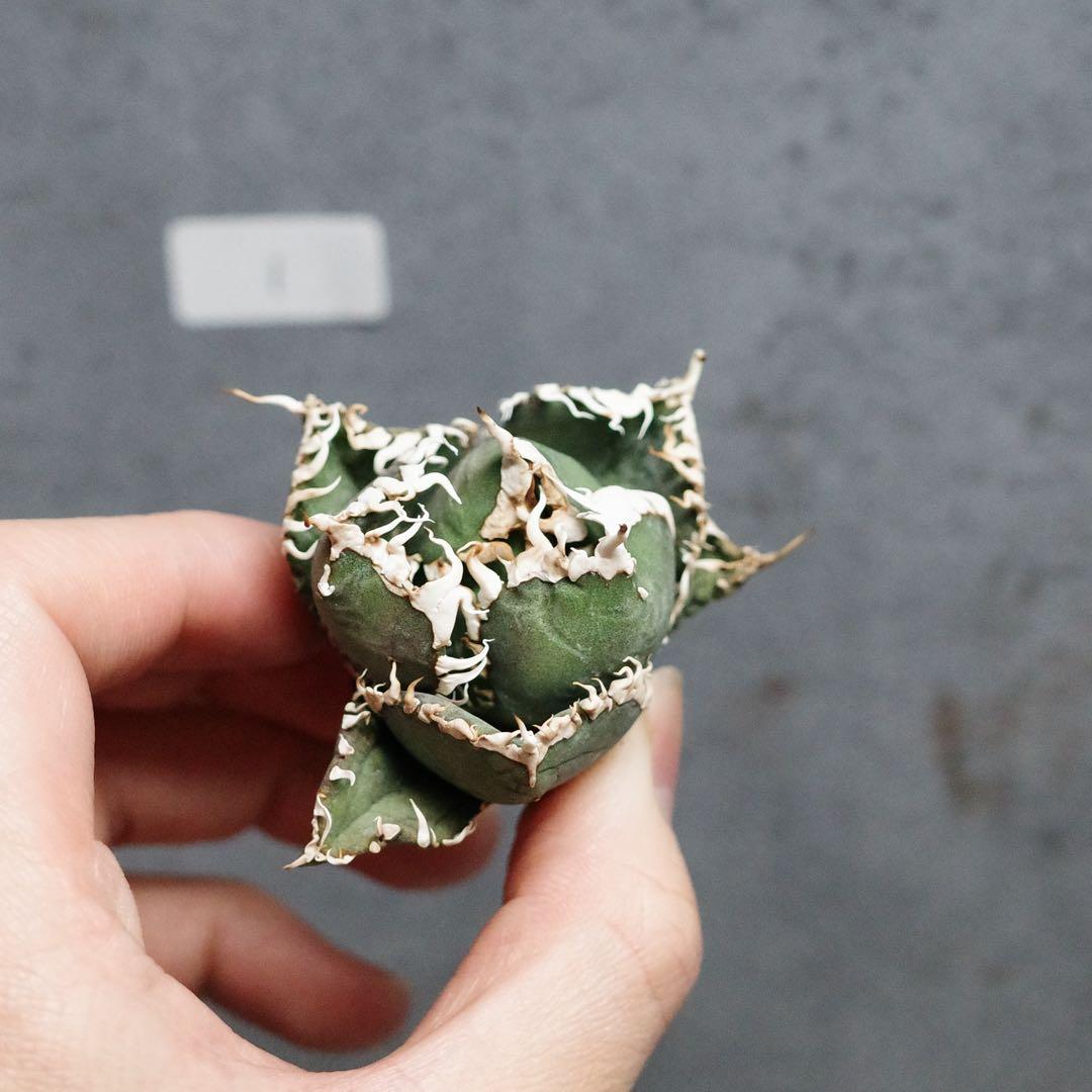 アガベ　チタノタ　オテロイ　金剛　キングコング　白鋸歯　連刺　極上株　1